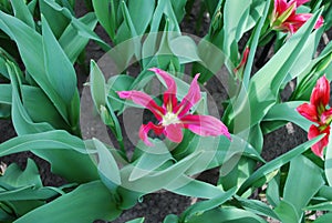 Tulip DollÃ¢â¬â¢s Minuet Viridiflora Group grown in the park. photo